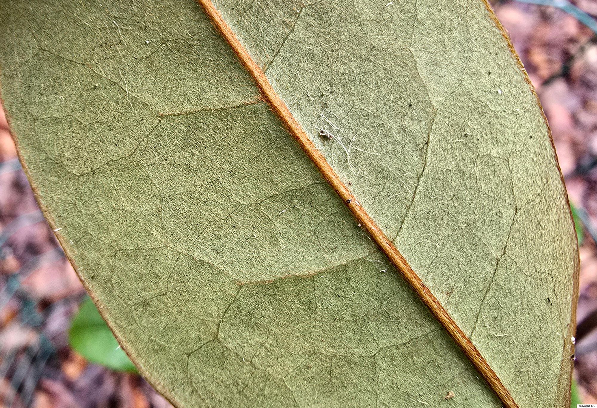 Magnolia figo (Lour.) DC. var. crassipes (Y.W.Law) Figlar & Noot. hybrid (×M.foveolata × M.laevifolia)