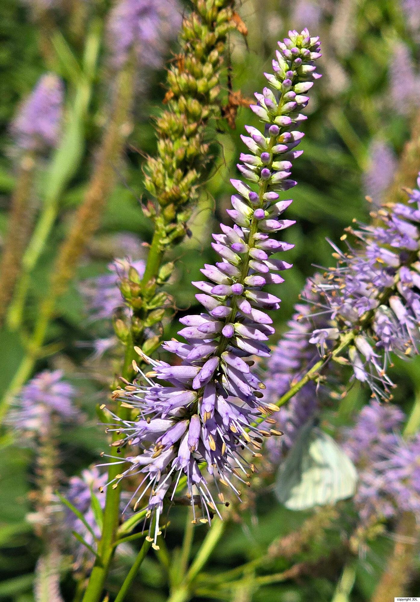 Veronicastrum virginicum (L.) Farw. 'Temptation'