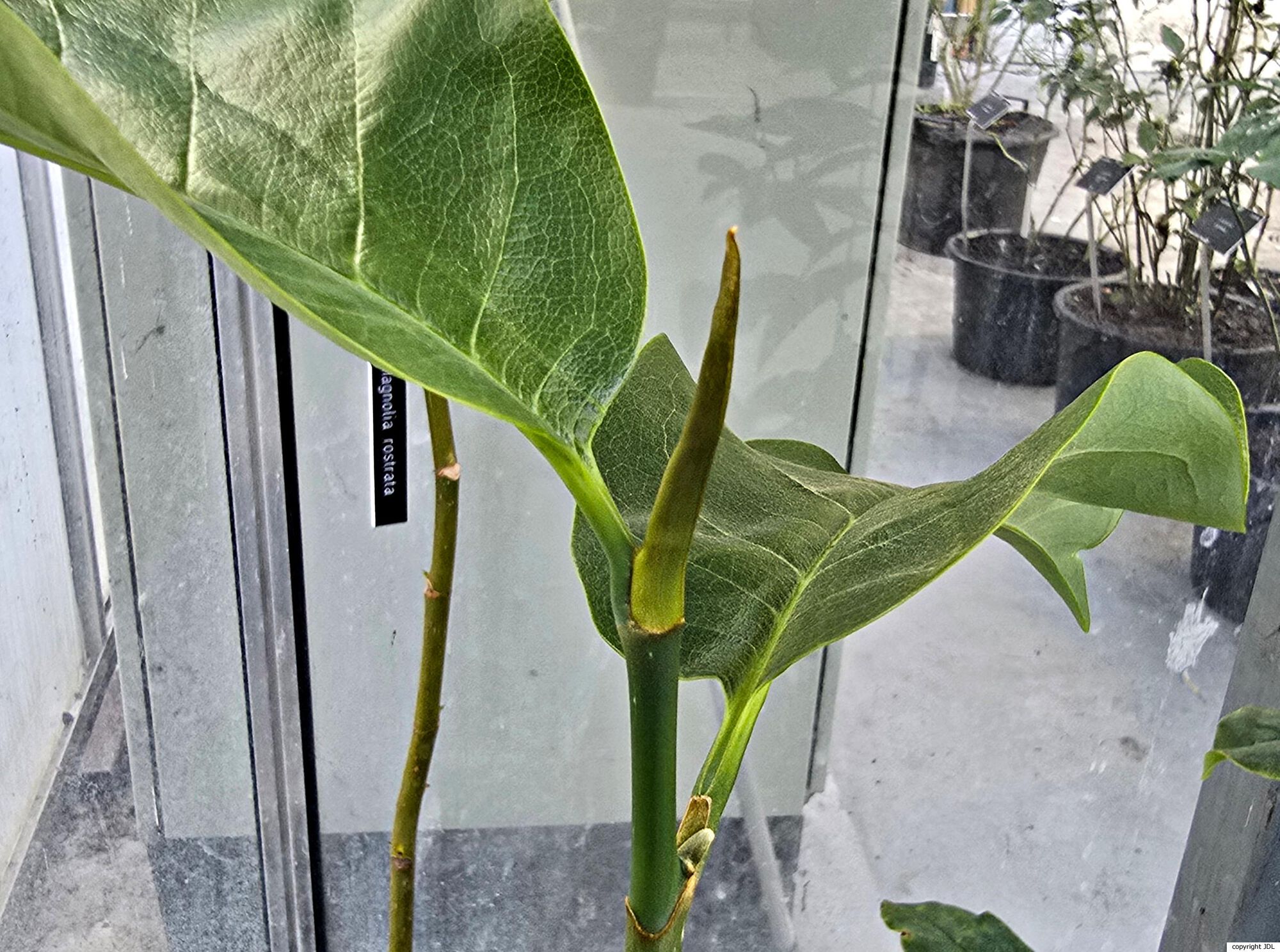 Magnolia doltsopa (Buch.-Ham. ex DC.) Figlar