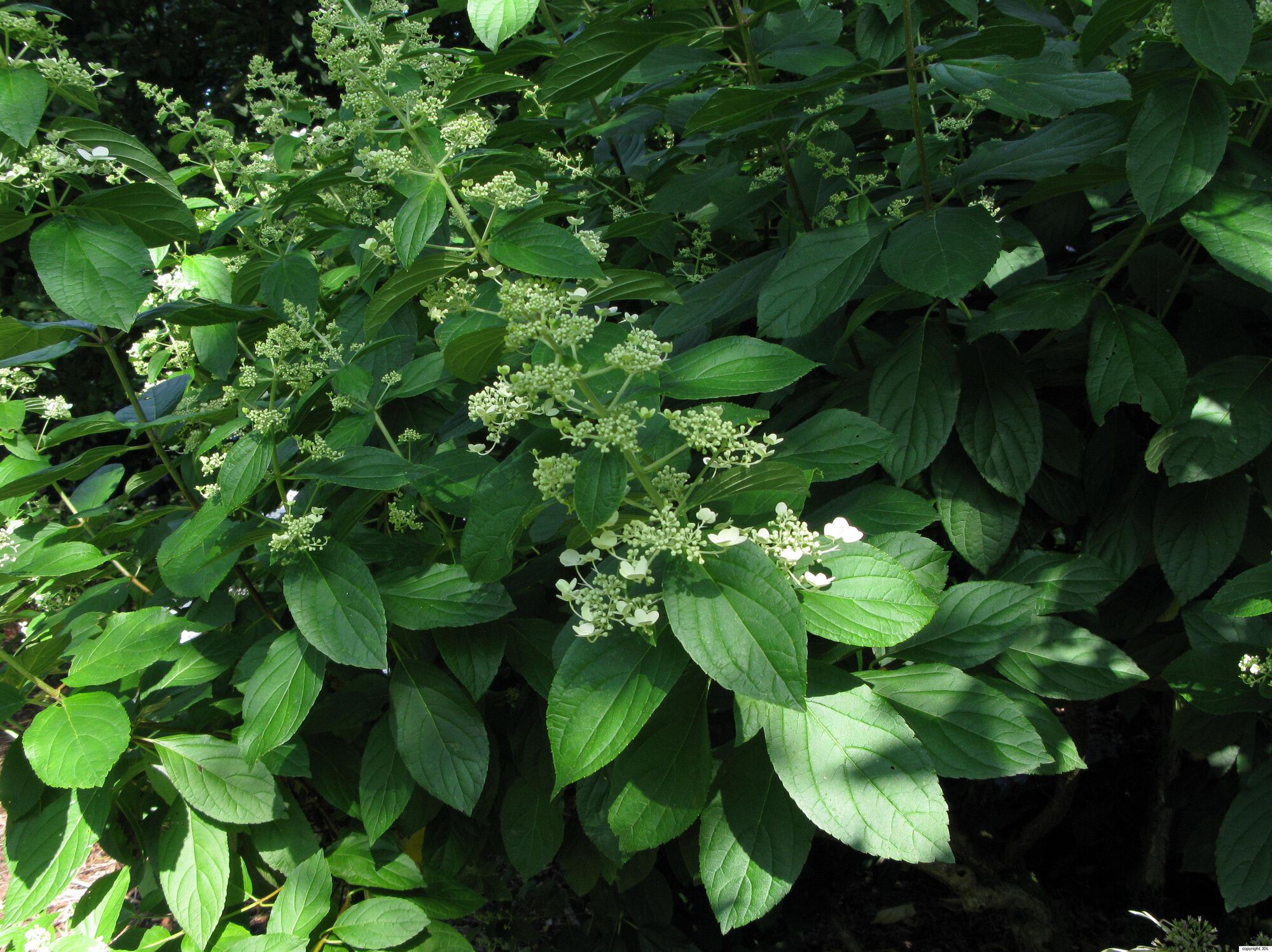 Hydrangea paniculata Siebold