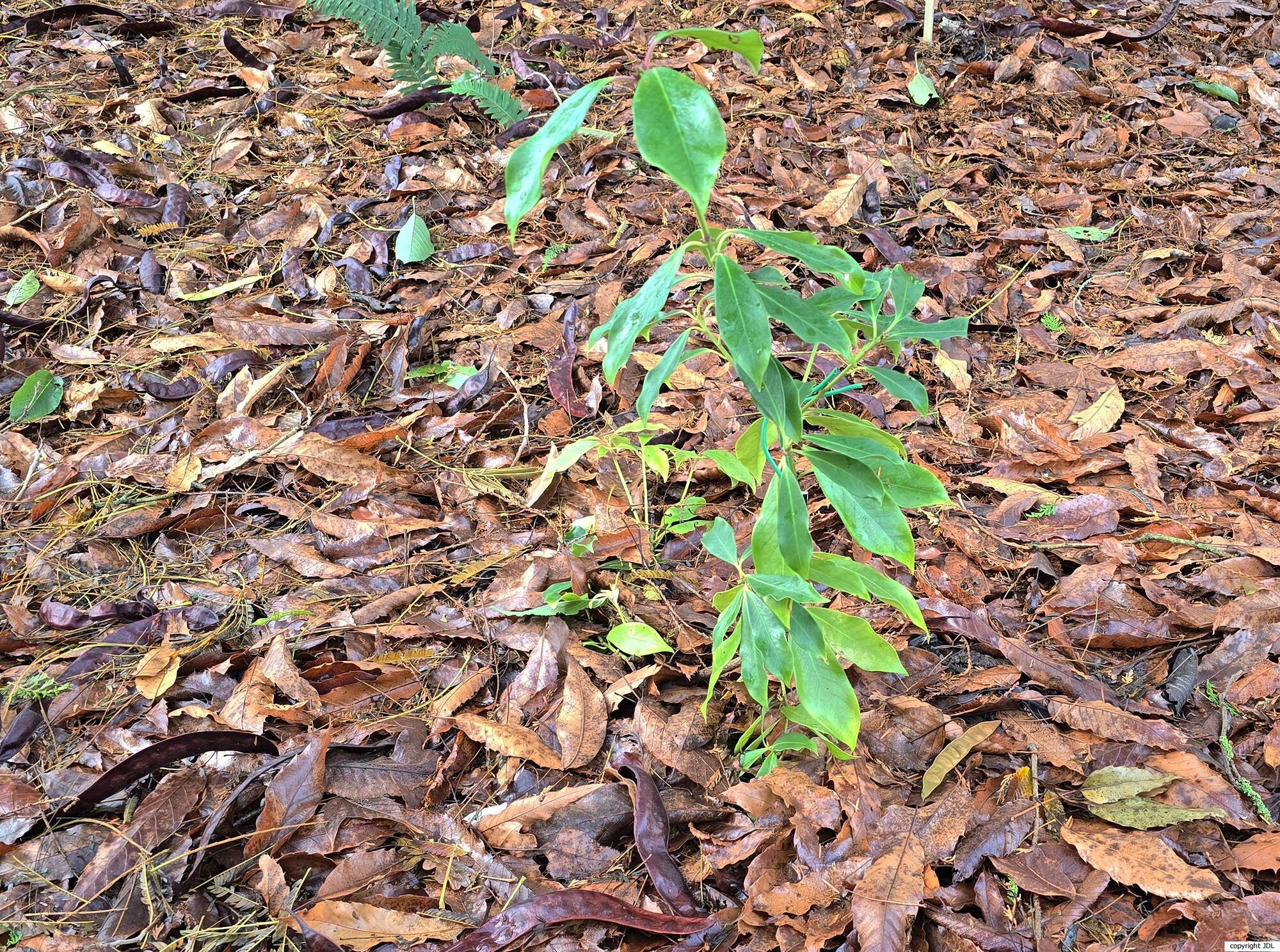 Illicium lanceolatum A.C.Sm.