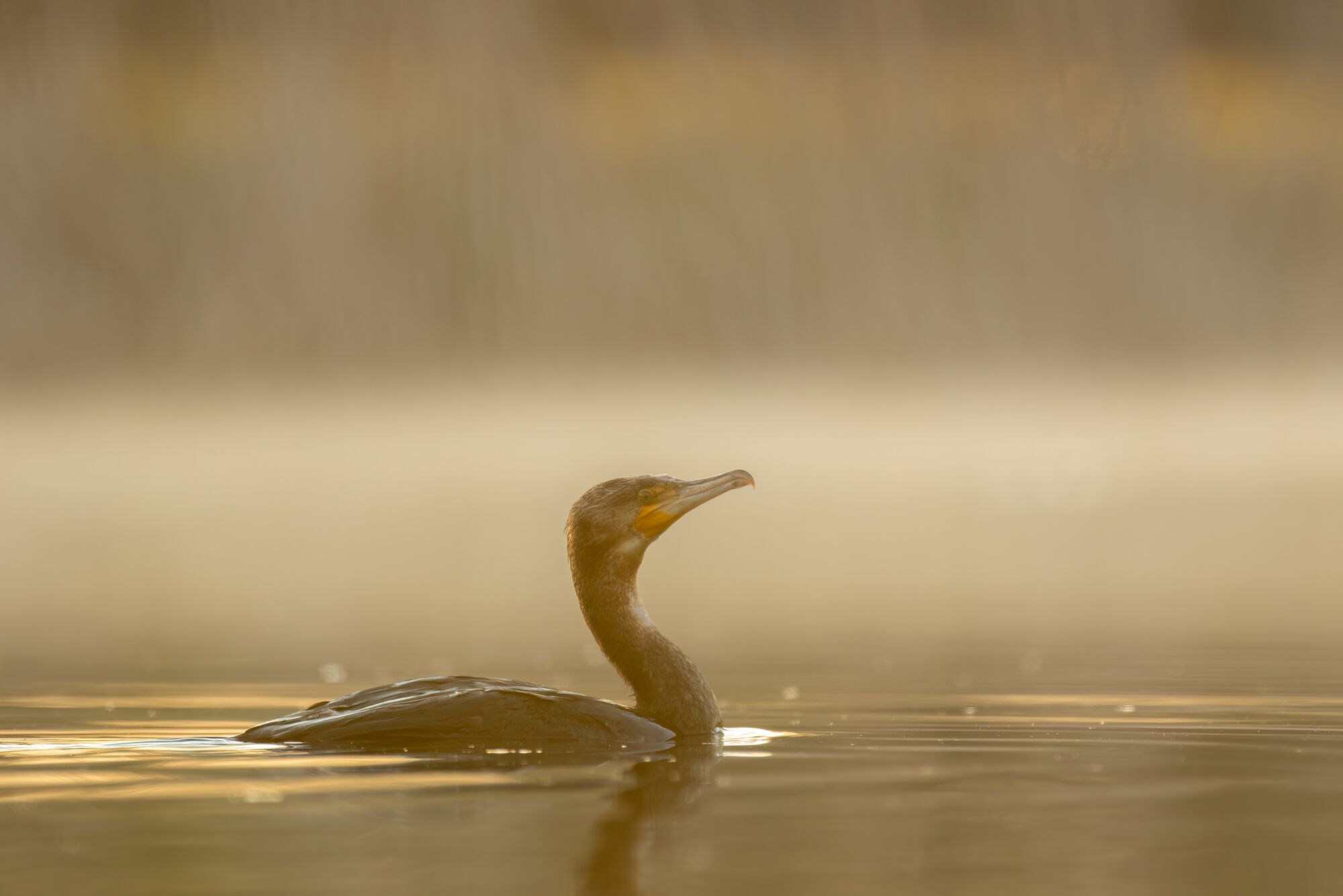 Phalacrocorax carbo (Linnaeus, 1758)