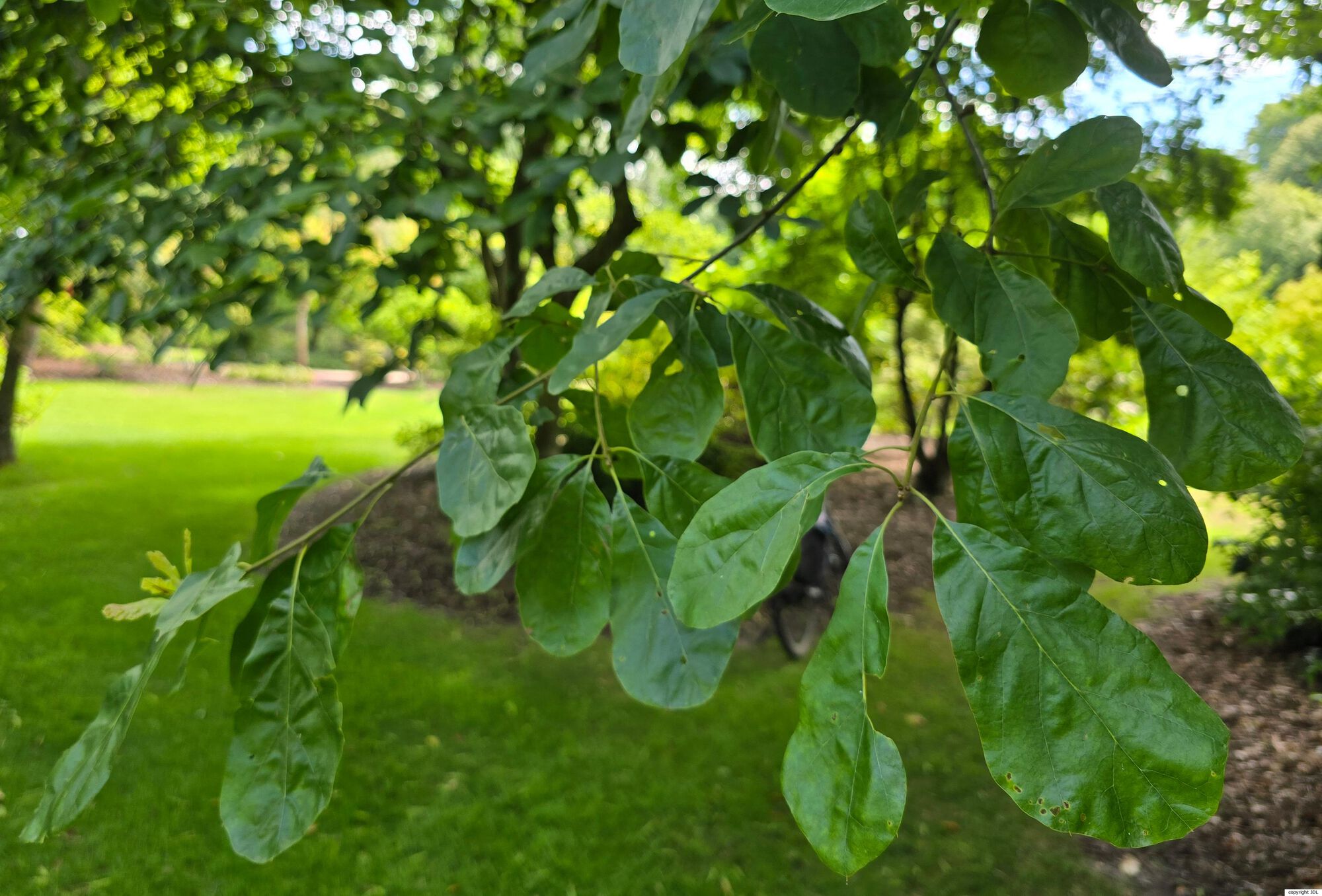 Quercus arkansana Sarg.