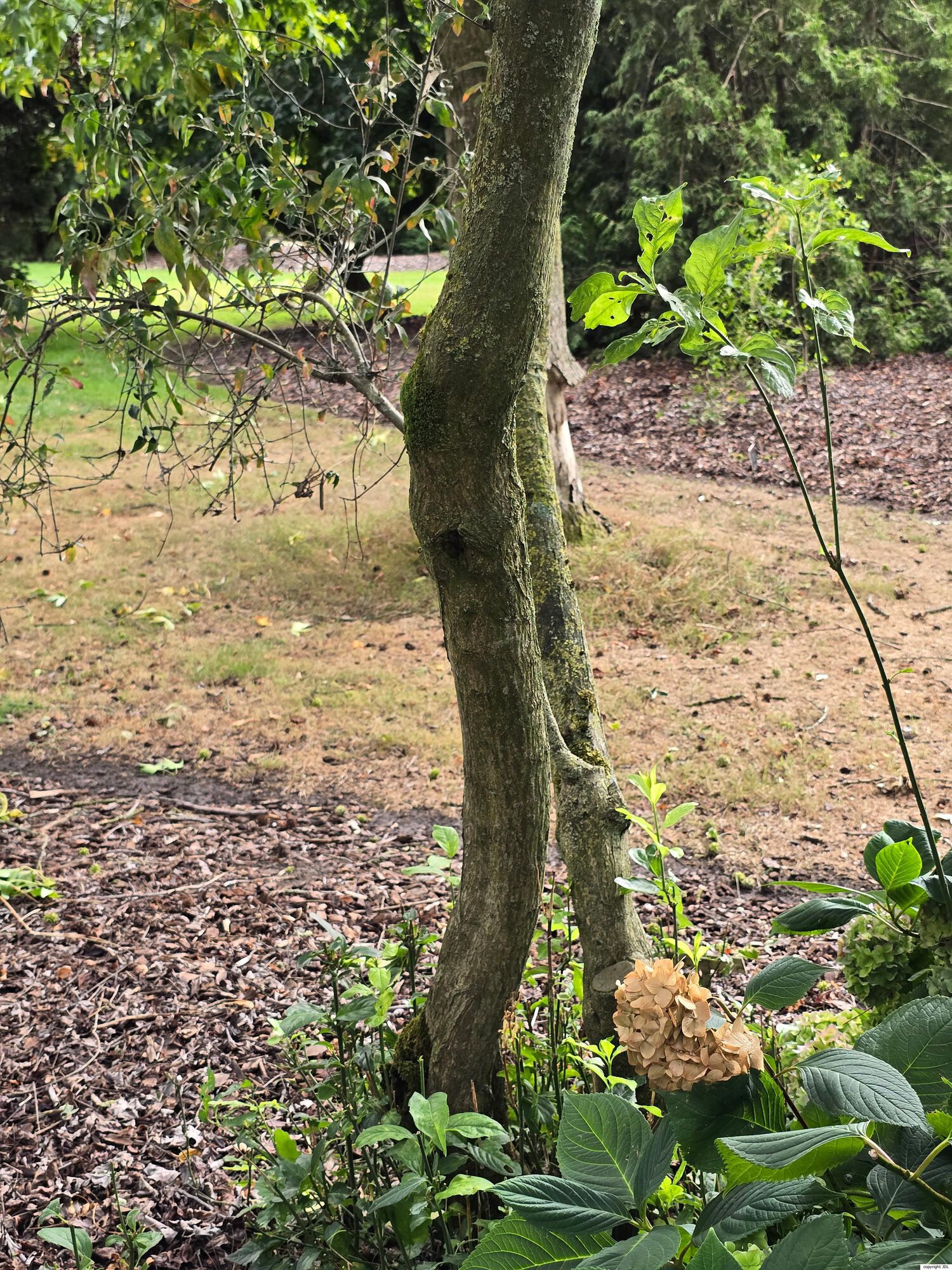 Euonymus europaeus L. 'Atropurpureus'