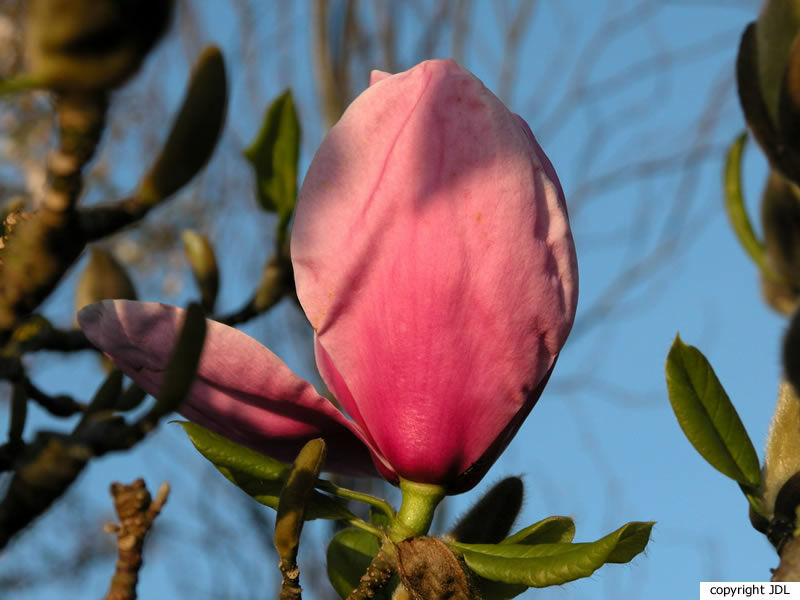 Magnolia 'Atlas' (M.'Mark Jury' × M.×soulangeana 'Lennei')