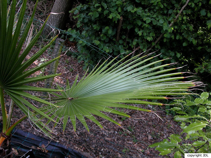 Washingtonia filifera (Linden ex André) H.Wendl.