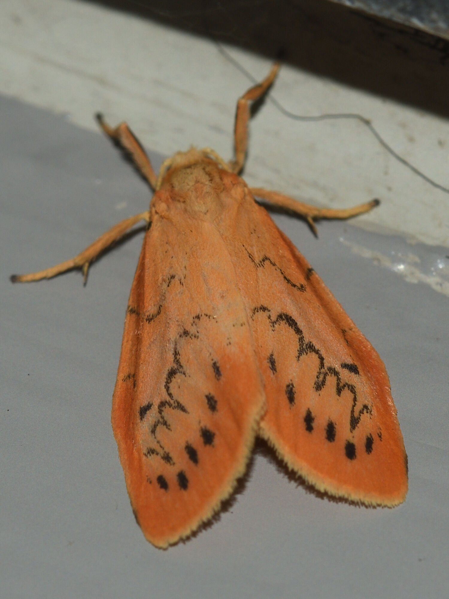 Miltochrista miniata (Forster, 1771)