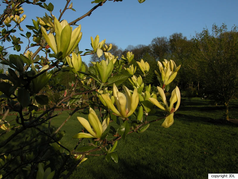 Magnolia 'Sunray' (M.'Sundance' seedling)