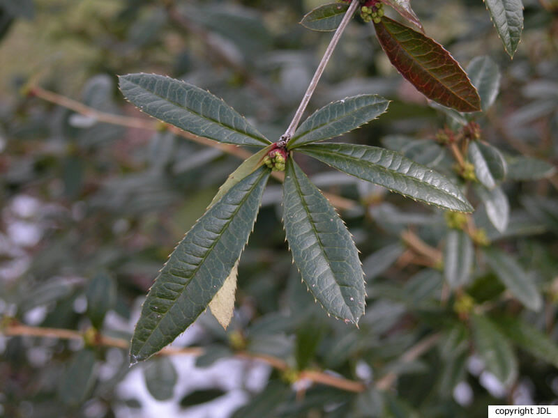 Berberis julianae CK.Schneid.