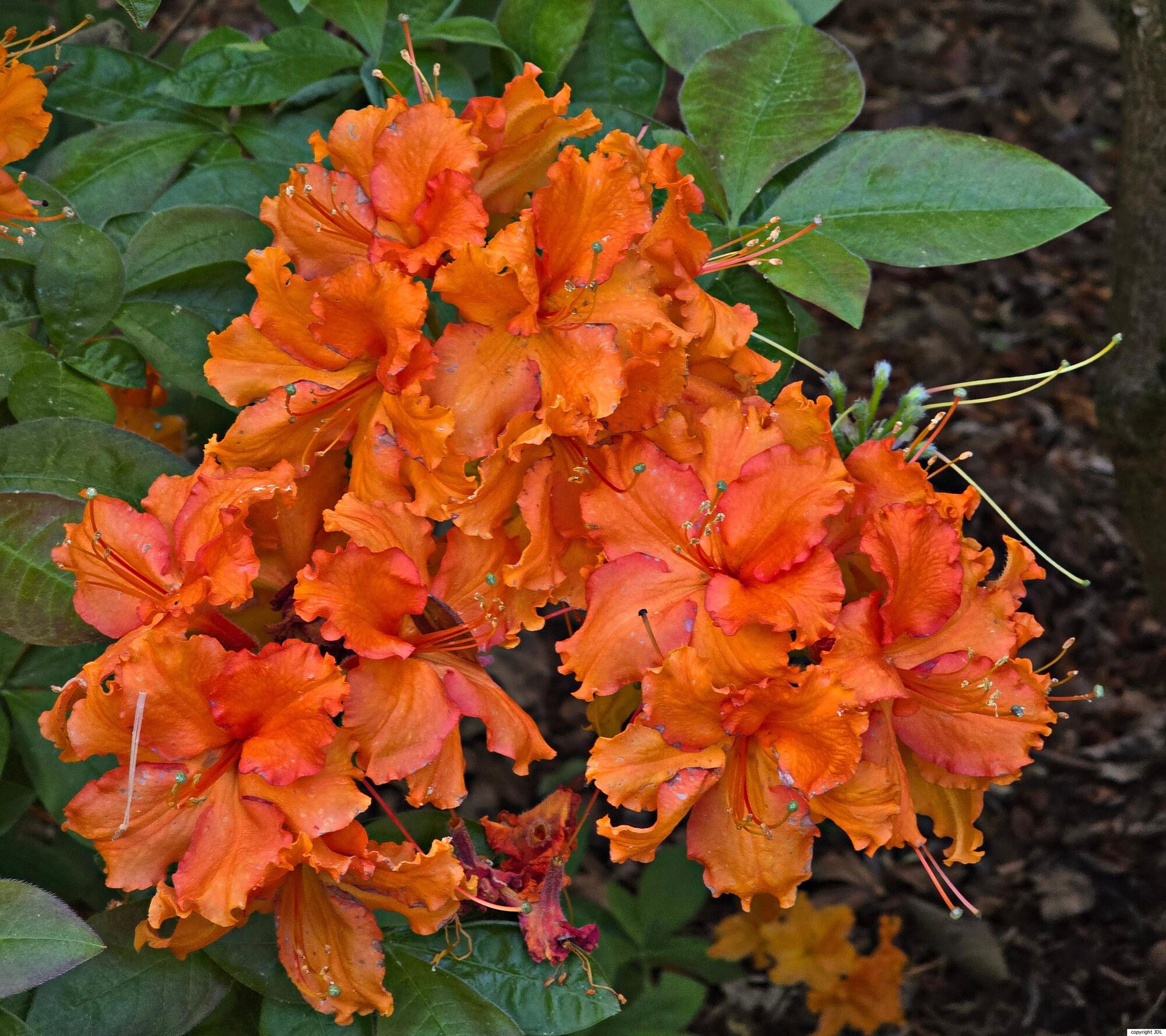 Rhododendron 'Fasching' (Knap Hill/Exbury)