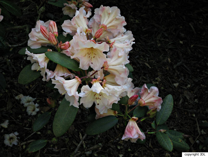 Rhododendron ×erythrocalyx Balf.f. & Forrest (R. selense × R. wardii)