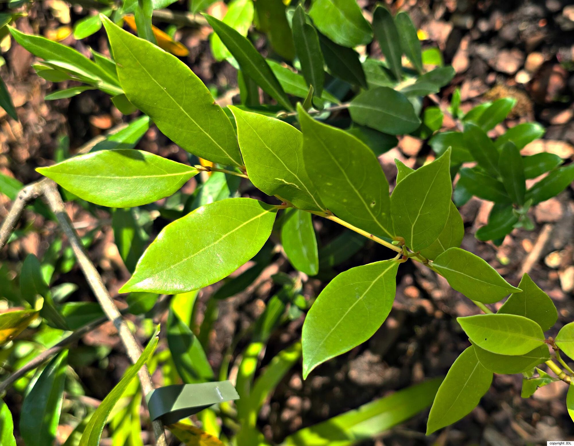 Lindera communis Hemsl.