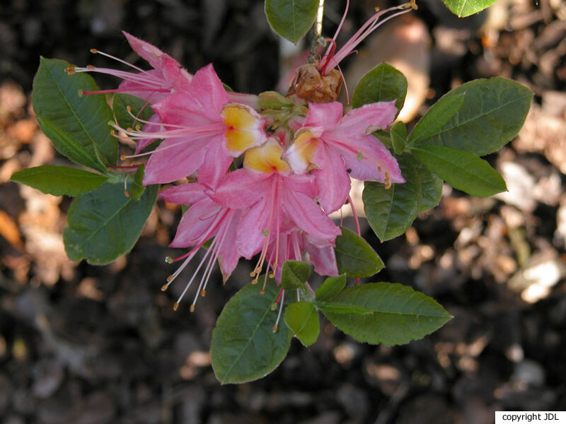 Rhododendron 'Flammeolum Incarnatum' (Harde Gentse)