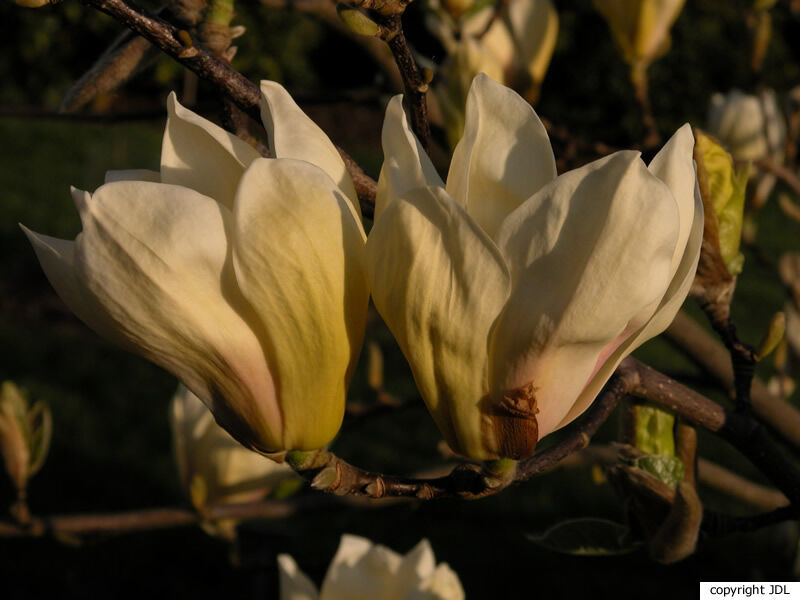 Magnolia 'Ivory Chalice' (M.acuminata × M.denudata)