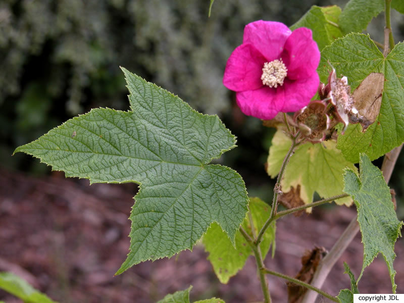 Rubus odoratus L.