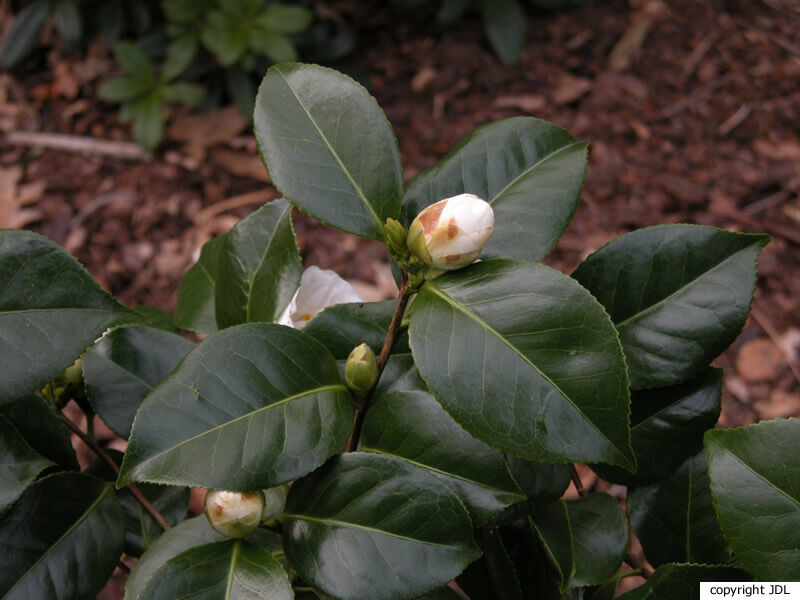 Camellia japonica L. 'Le Lys' [Belg]