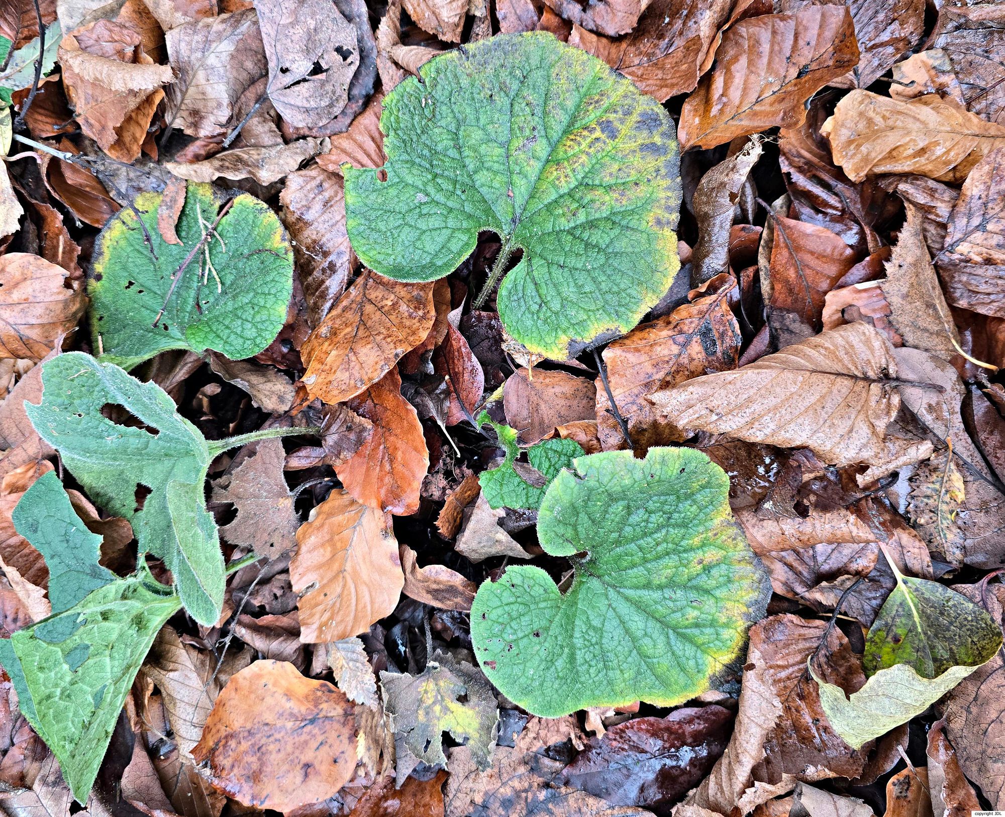 Brunnera macrophylla (Adams) I.M.Johnst.
