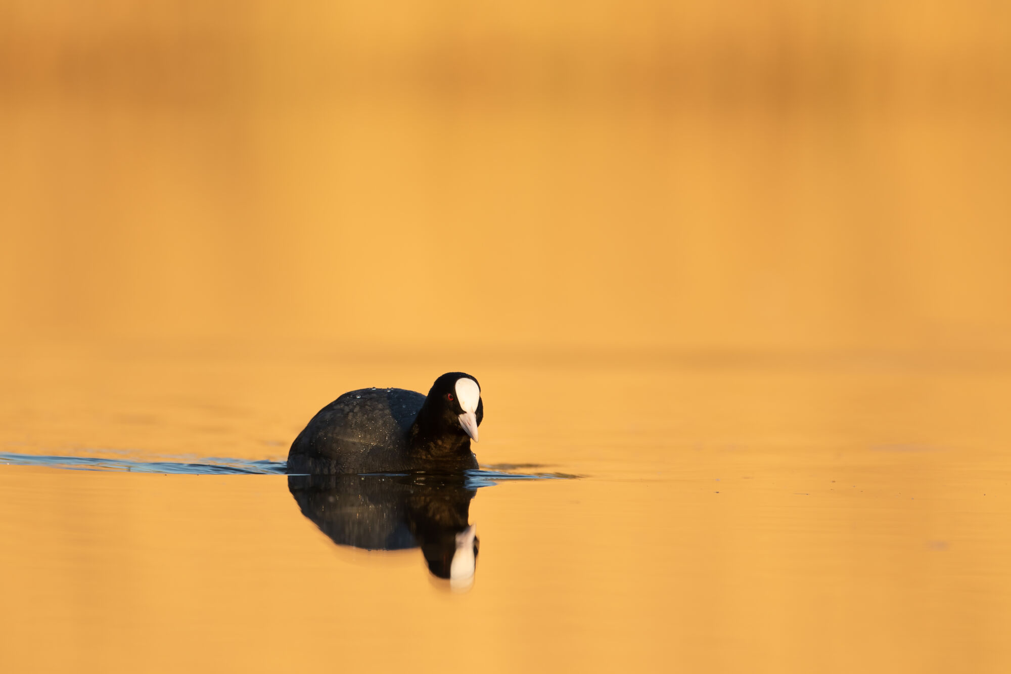 Fulica atra Linnaeus, 1758