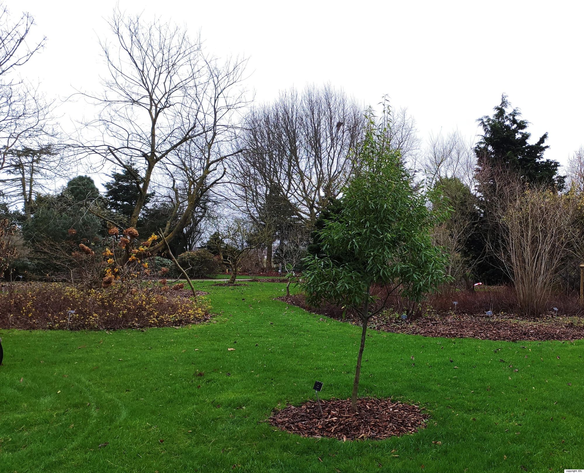 Quercus myrsinifolia Blume