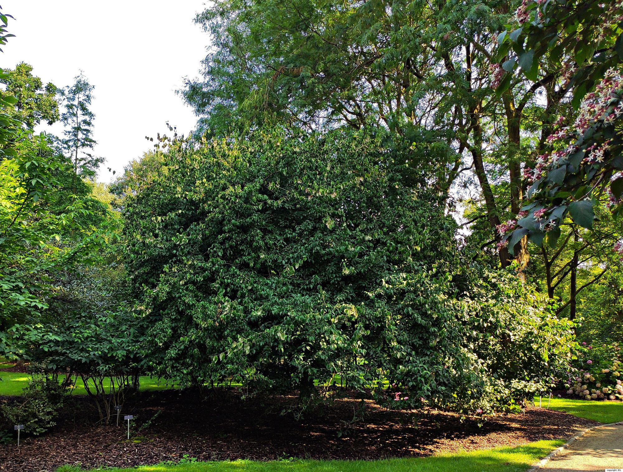 Cornus mas L.