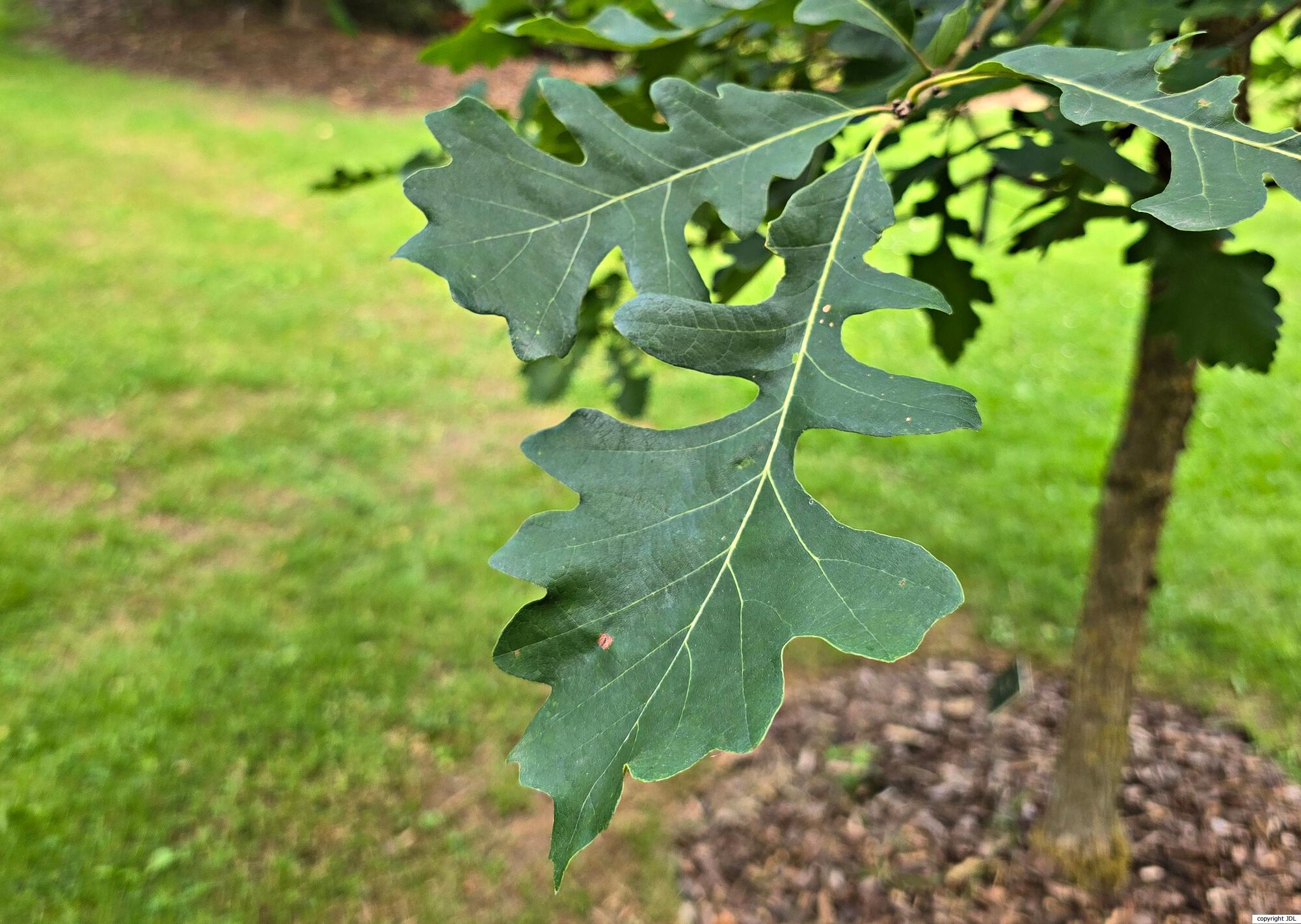 Quercus macrocarpa Michx.