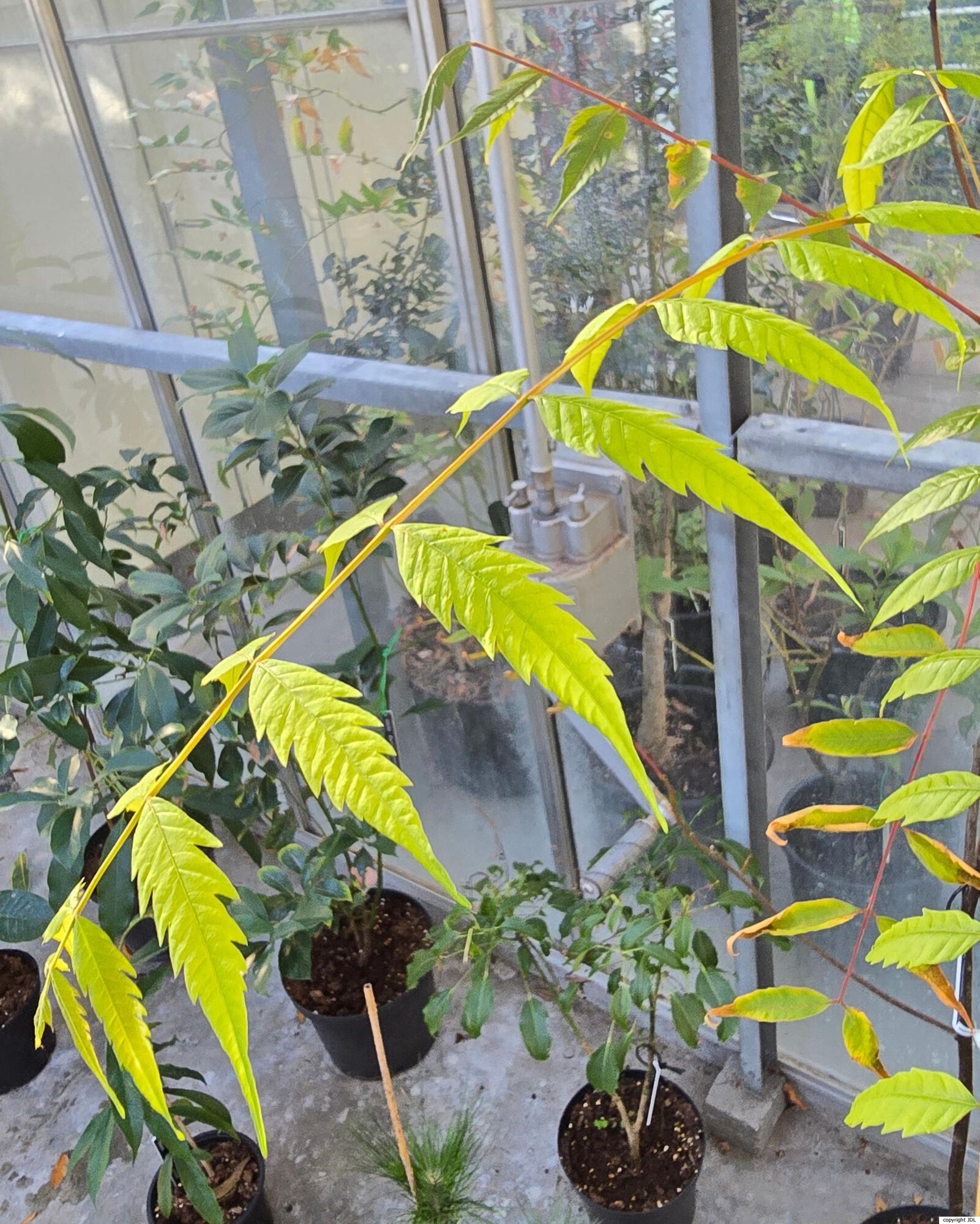 Choerospondias axillaris (Roxb.) B.L.Burtt & A.W.Hill