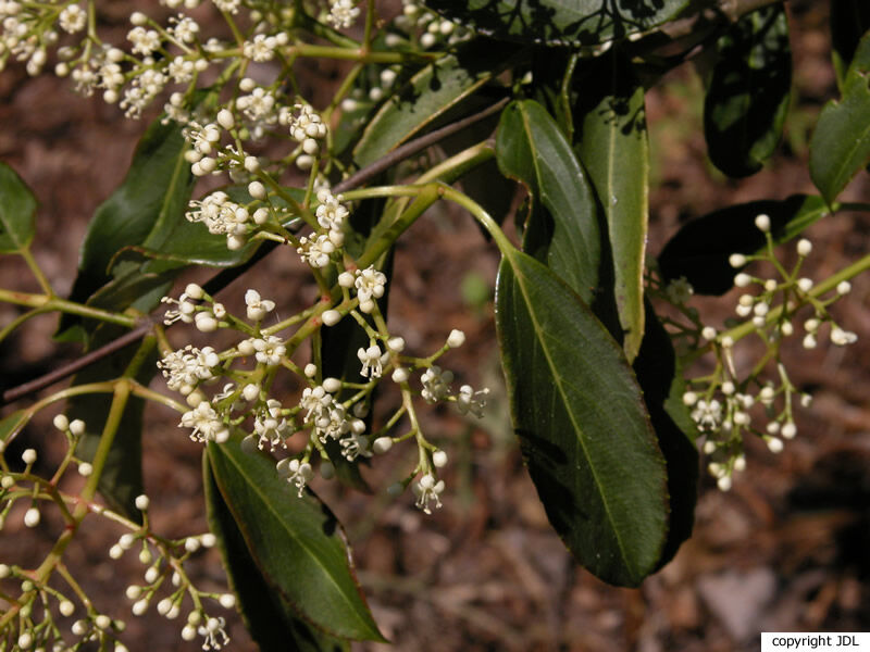 Viburnum henryi Hemsl.