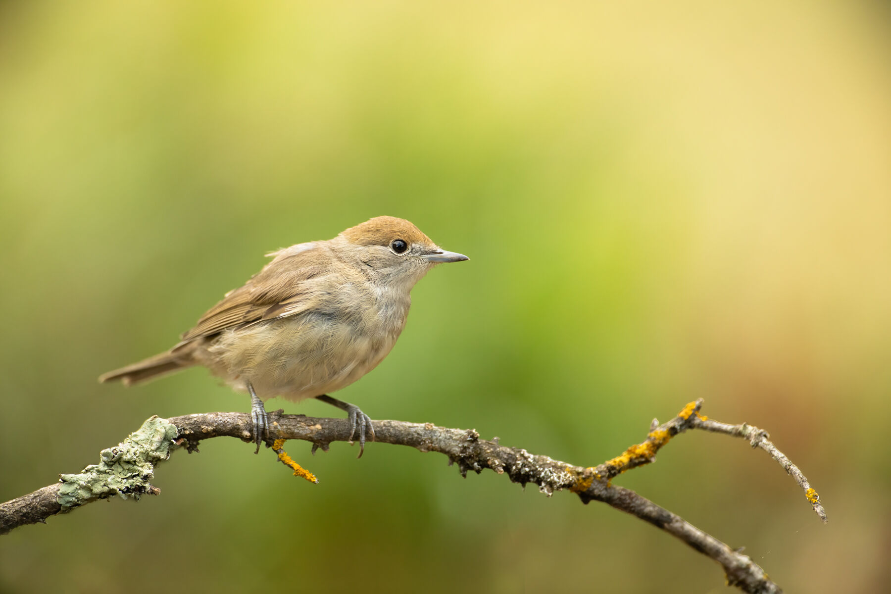 Sylvia atricapilla (Linnaeus, 1758)