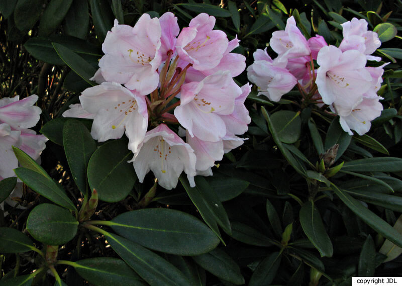 Rhododendron 'Seven Stars' (R. 'Loderi Sir Joseph Hooker' × R. yakushimanum)