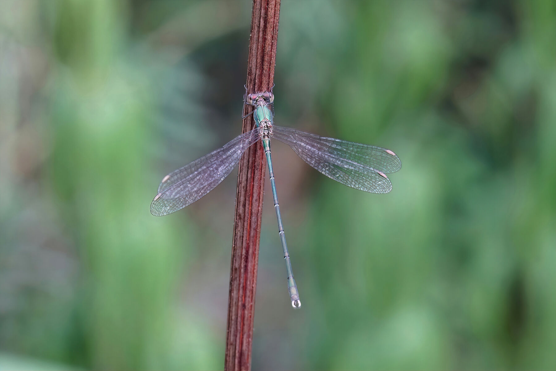 Chalcolestes viridis (Vander Linden, 1825)