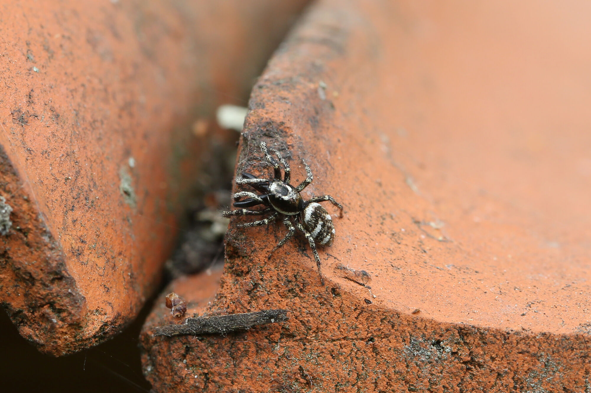 Salticus scenicus (Clerck, 1757)