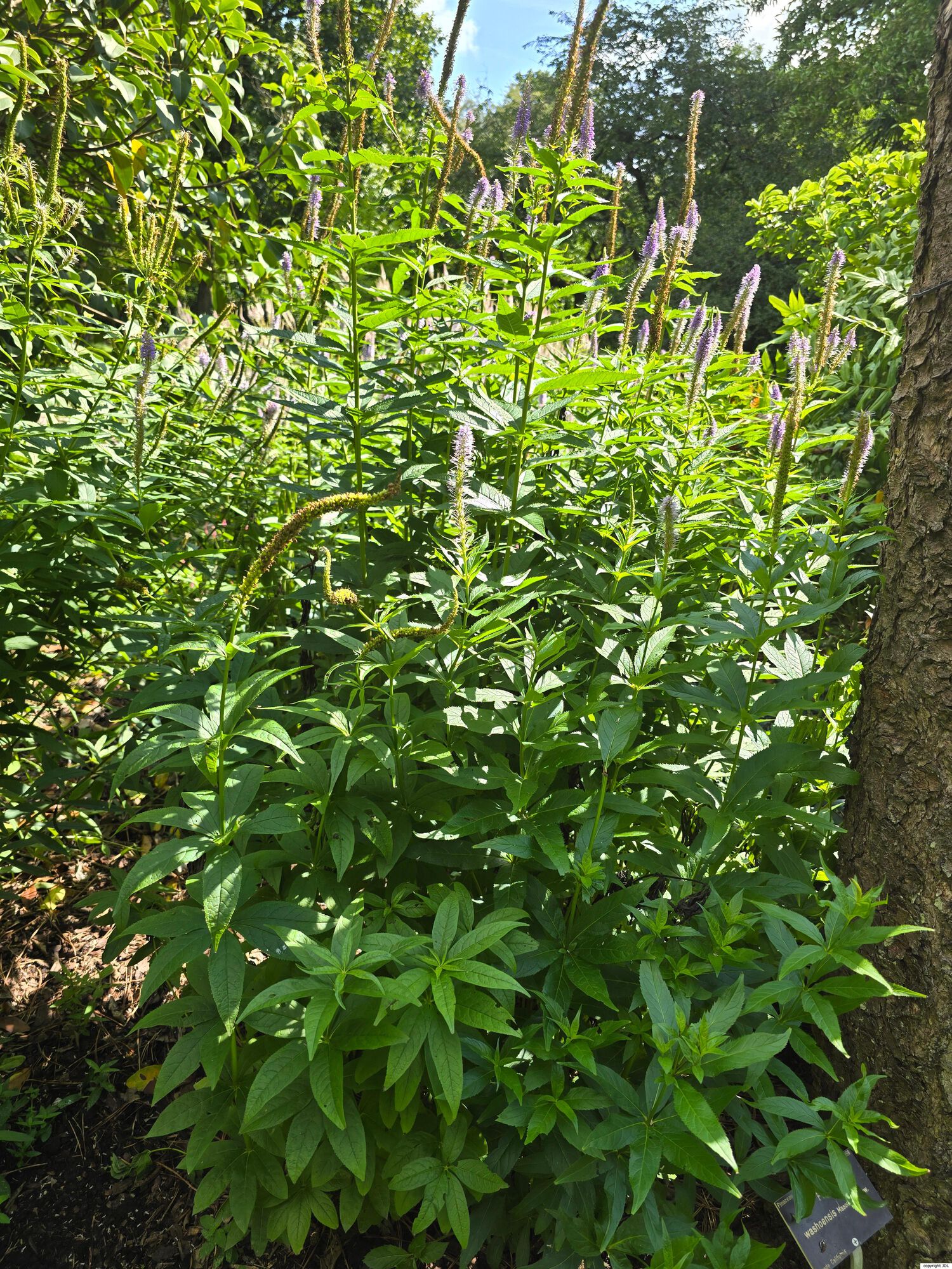 Veronicastrum