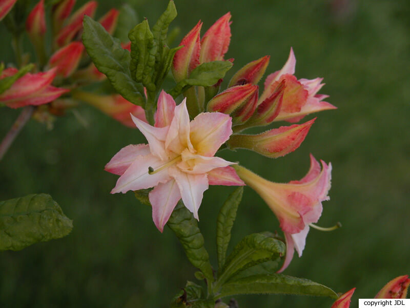 Rhododendron 'Ribera' (Harde Gentse/Rustica)