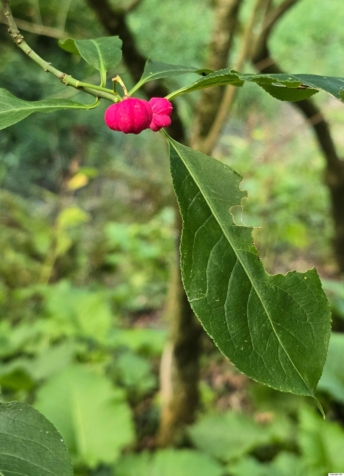 Euonymus hamiltonianus Wall. 'Calocarpus'
