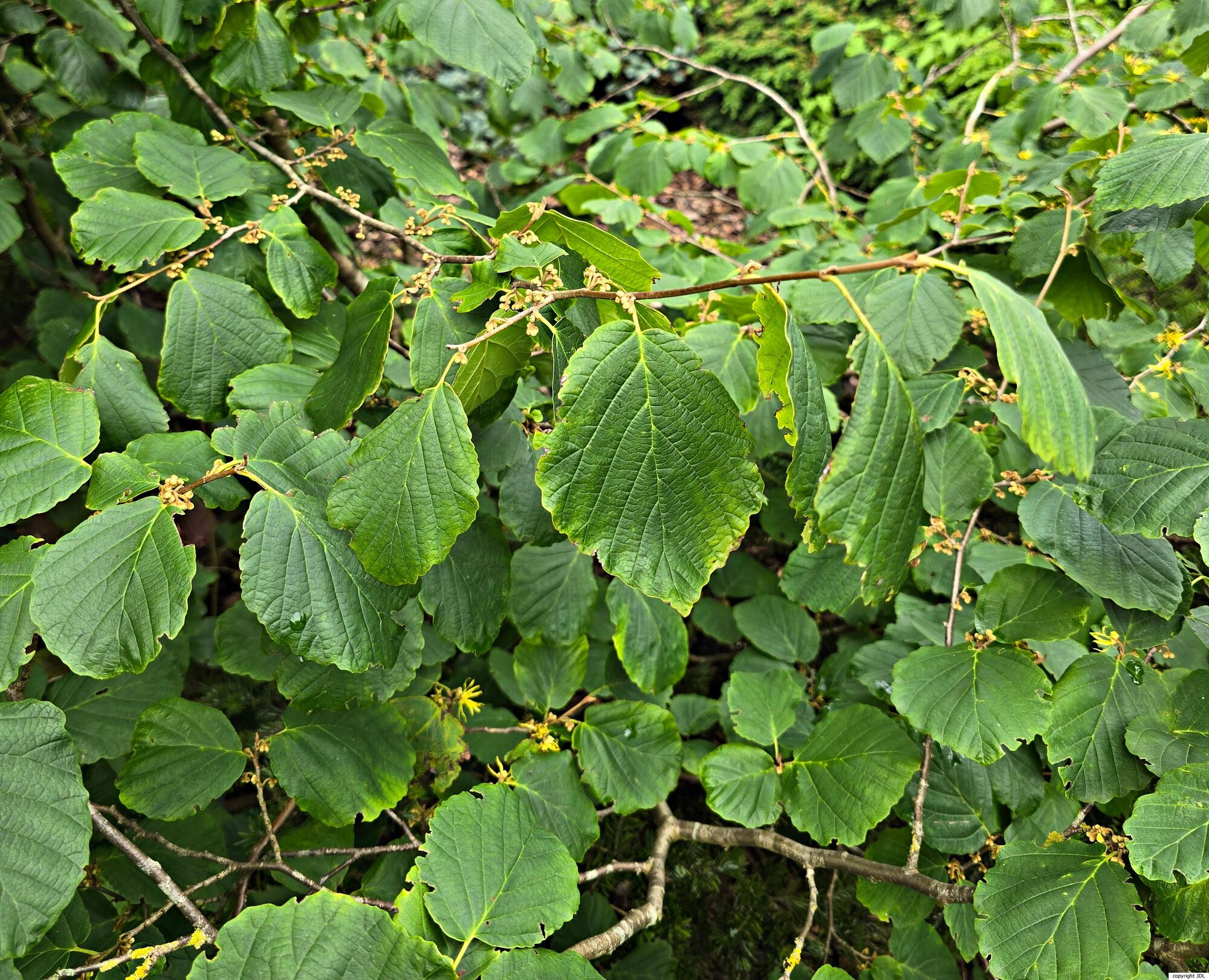 Hamamelis japonica Siebold & Zucc. var. flavopurpurascens (Makino) Rehder