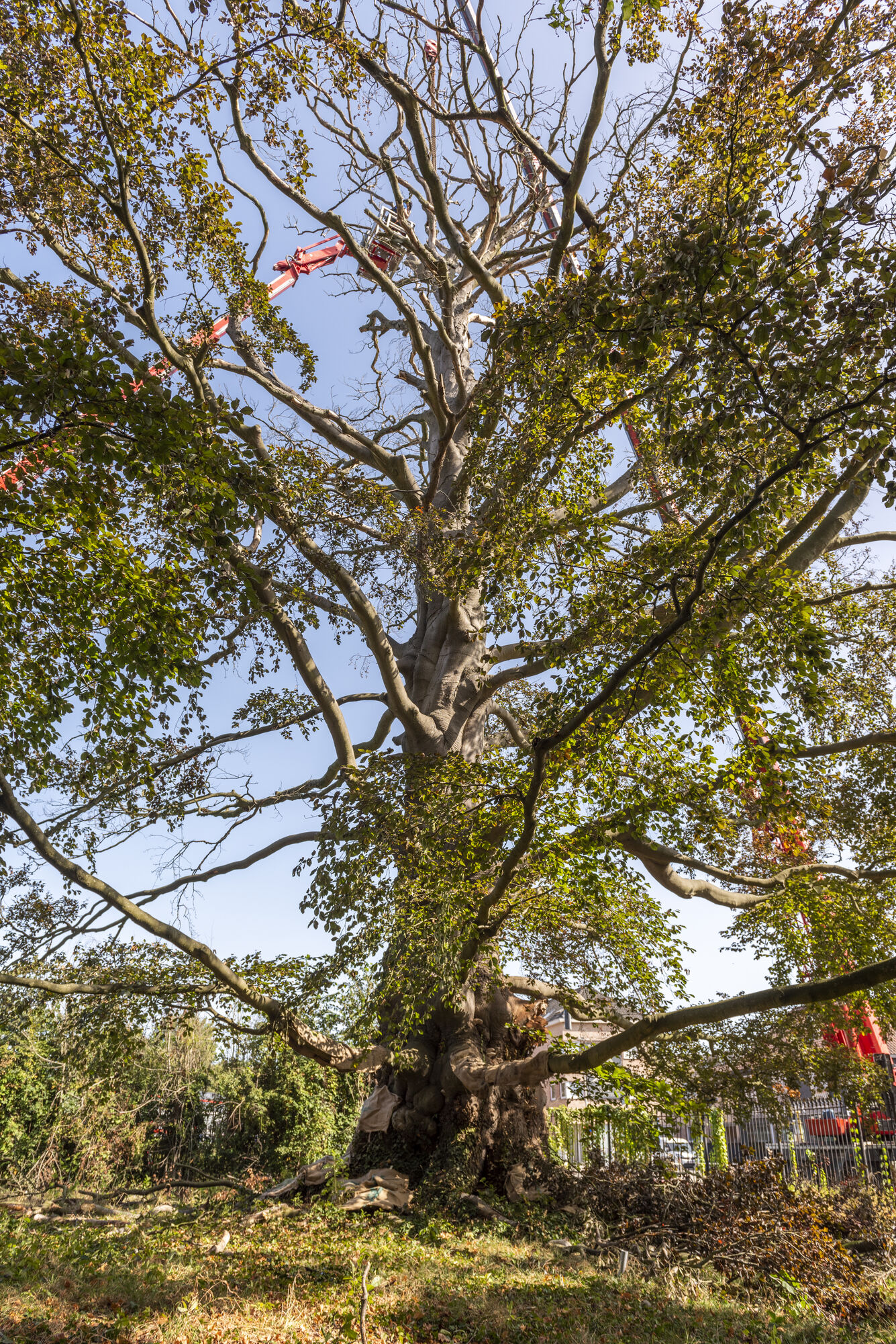 20200917 - entenproject solitaire bruine beuk 01.jpg