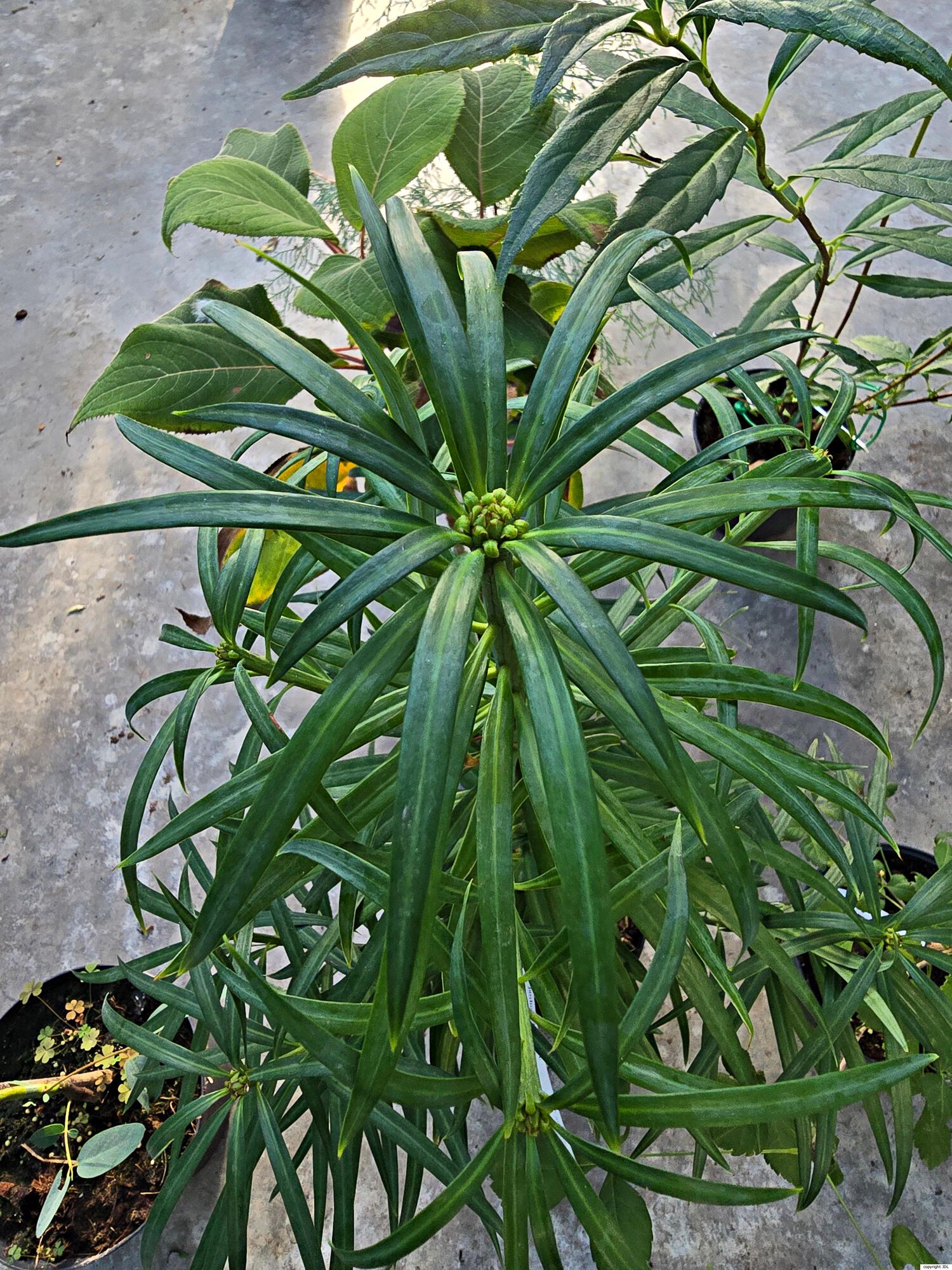 Podocarpus henkelii Stapf zx Dallim. & A.B.Jacks.