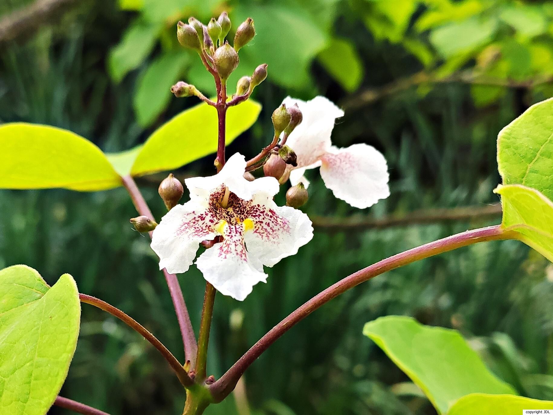 Catalpa ×erubescens Carrière (C.bignonioides × C.ovata)