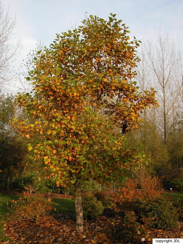 Liriodendron tulipifera L. 'Integrifolium'