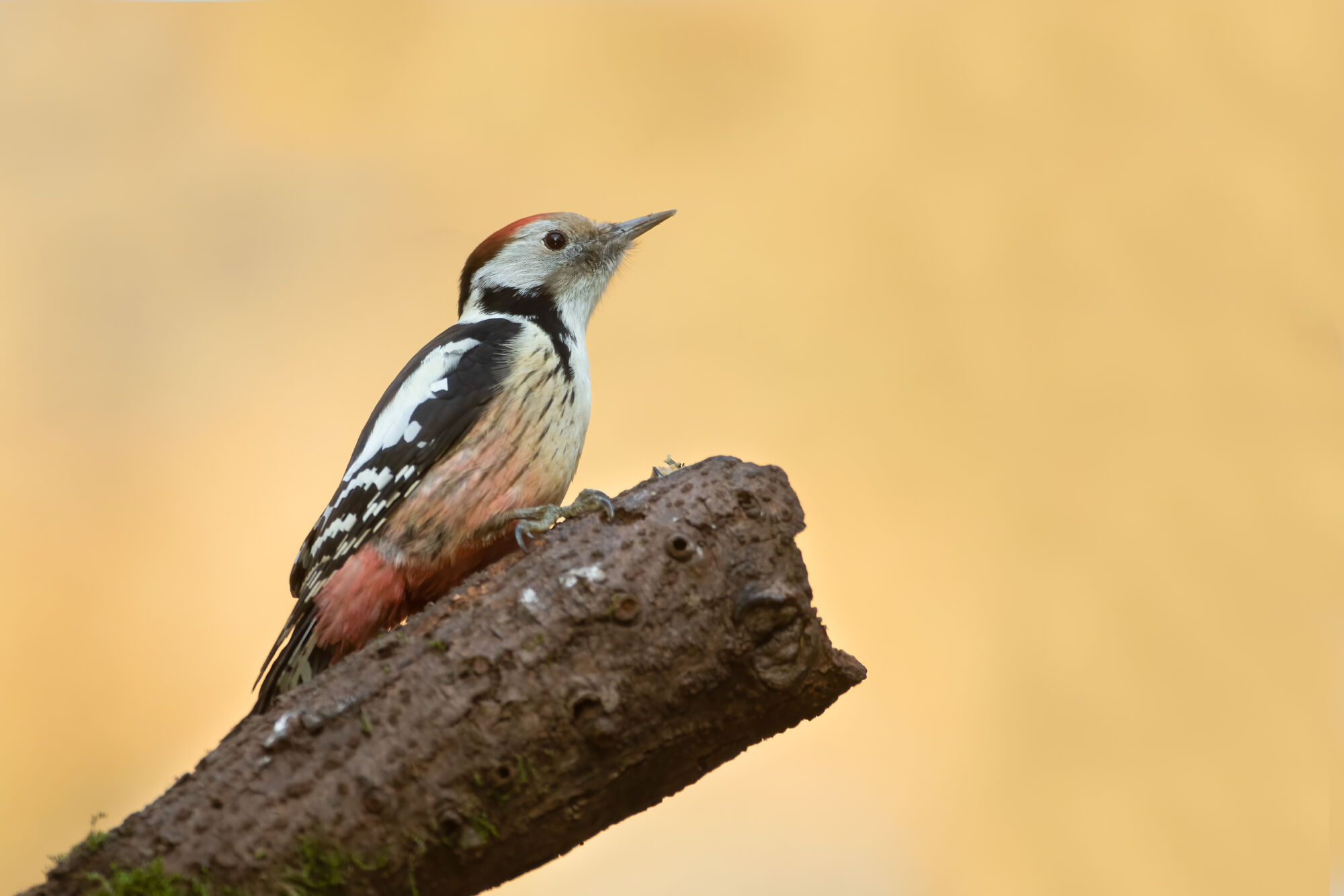 Dendrocoptes medius (Linnaeus, 1758)