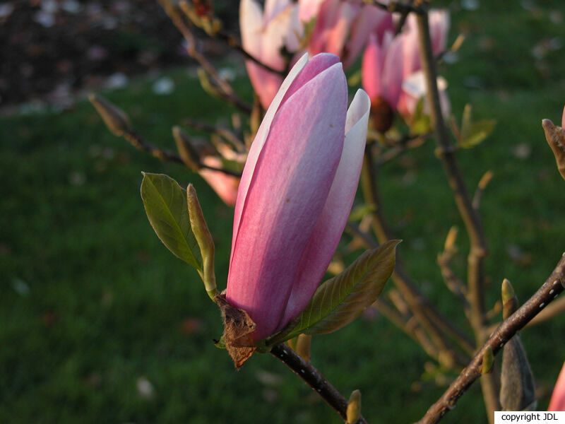 Magnolia ×soulangeana Soul.-Bod. 'Burgundy'