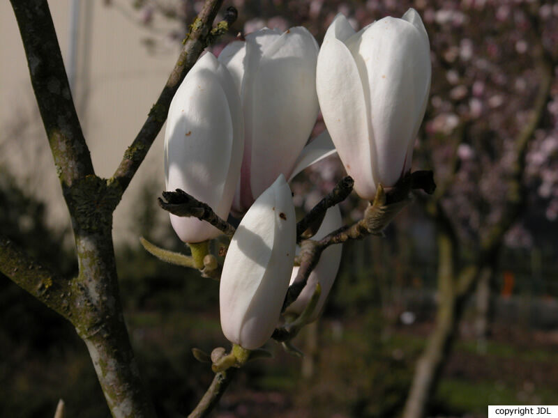 Magnolia 'JG 11'