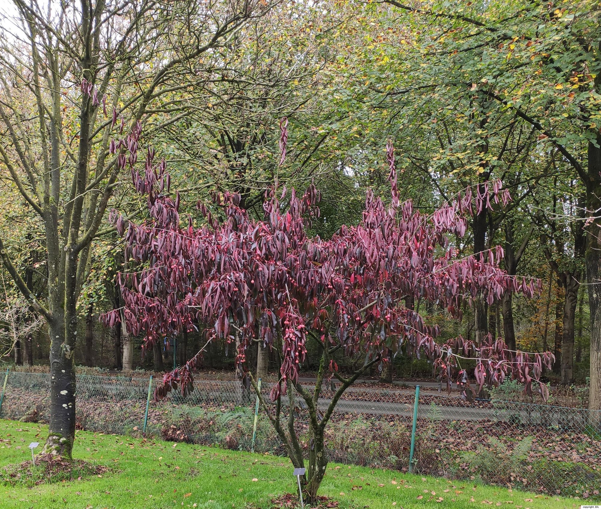 Euonymus carnosus Hemsl. 'Red Wine'