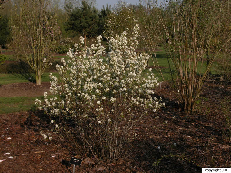 Amelanchier humilis Wiegand