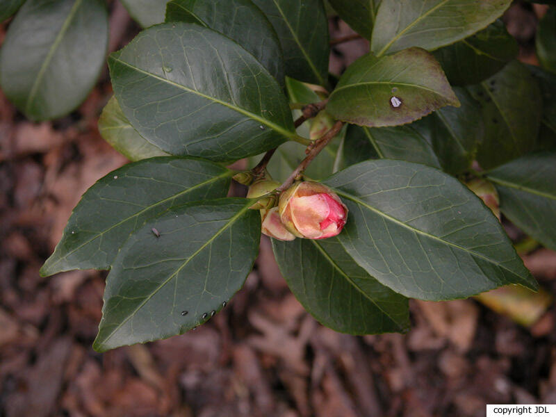 Camellia japonica L. 'Madame Martin Cachet'