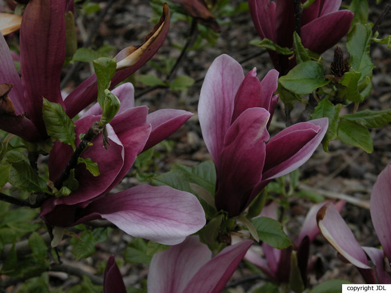 Magnolia liliiflora Desr. 'Nigra'