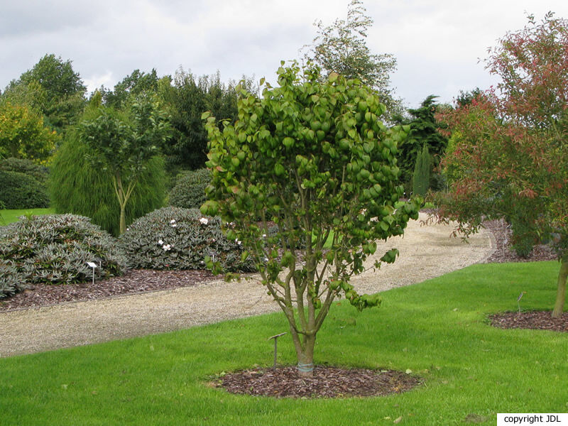 Euonymus fimbriatus Wall.