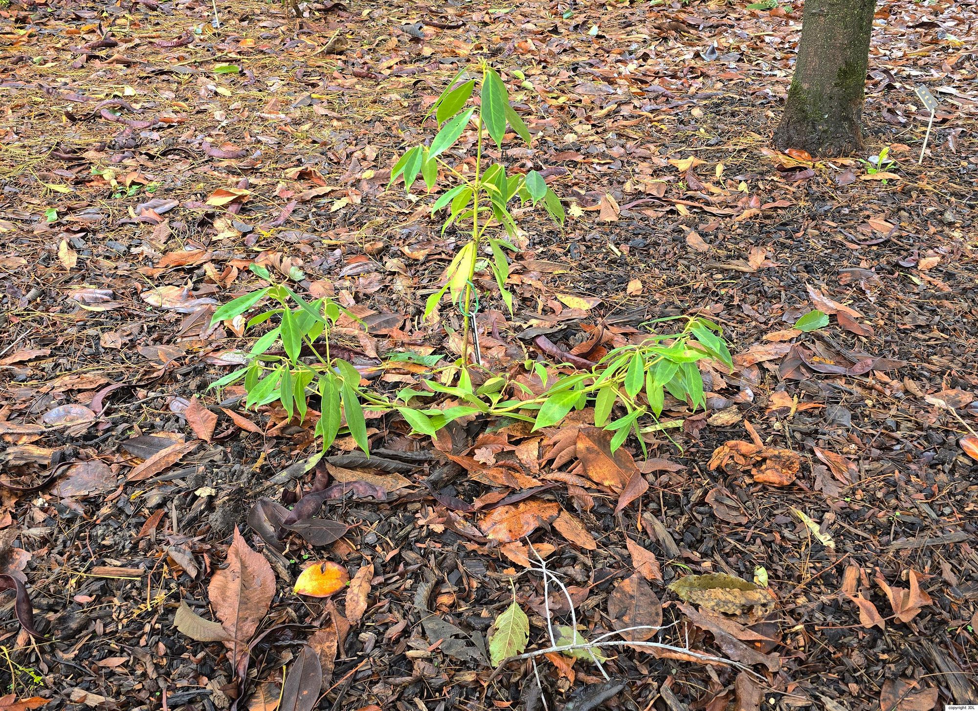 Illicium micranthum Dunn