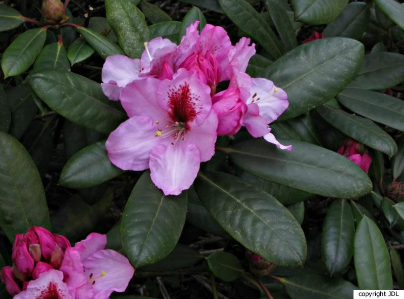 Rhododendron 'Hachmann's Diadem' (R. 'Hachmann's Ornament' × 	R. 'Furnivall's Daughter')