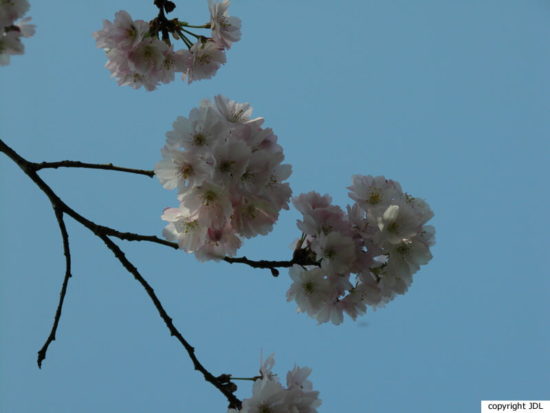 Prunus 'Accolade' (P.sargentii × P.subhirtella)